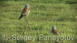 Video of European Roller - European Roller during the breeding season near its nest, hunting insects and feed their young chicks.